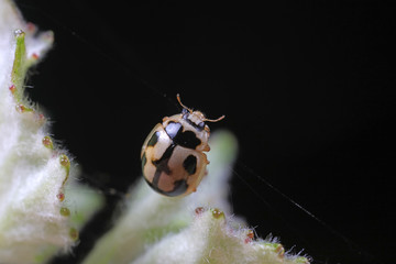 ladybugs in natural state, North China