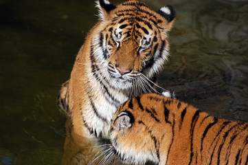 Tigers play in the water