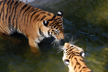 Tigers play in the water
