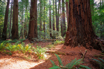 Views in the Redwood Forest, Redwoods National & State Parks California