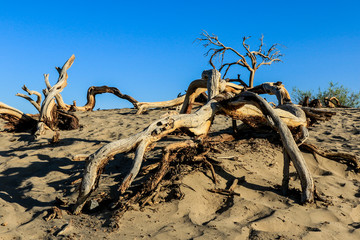 Dried Trees and Grass in the Death Valley Sands
