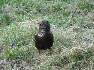 young starling among spring grass