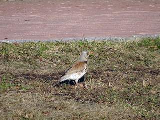 thrush fieldfare in early spring walks on the ground