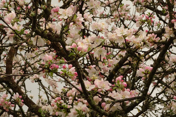 gentle pink flowering apple trees in the mountains