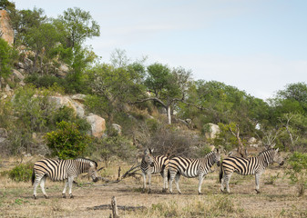 Obraz premium A group of plains zebras, Equus quagga, standing together with trees and rocks behind.