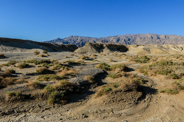 Dried Trees and Grass in the Death Valley Sands