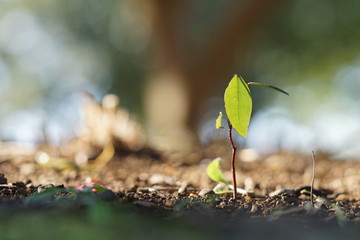 発芽した山茶花2