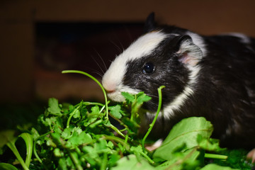 my black and white baby guinea pig eating a green grass, Guinea Pig 