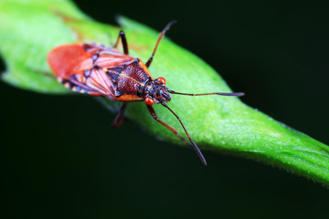 Stink bug on green leaves, North China