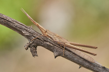 Green grasshopper Acrida ungarica in Krk, Baska, Croatia
