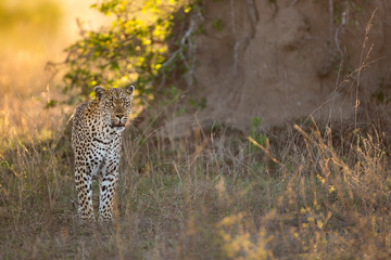 A female leopard, Panthera pardus, standing near a tree in evening light.