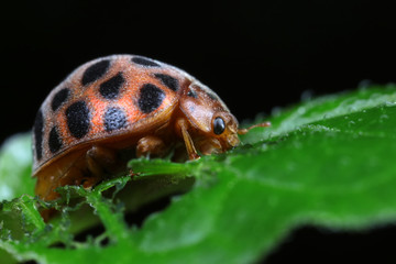 ladybugs on green leaves, North China