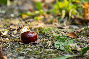 A half-peeled, ripe chestnut of a round shape, rich brown color, lies fallen on the ground, among...