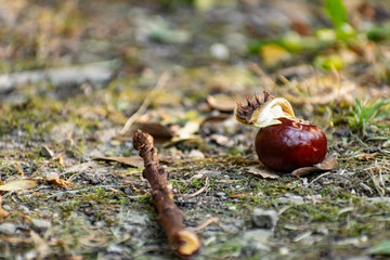 A half-peeled, ripe chestnut of a round shape, rich brown color, lies fallen on the ground, among dry and green grass and fallen leaves