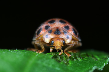 ladybugs on green leaves, North China