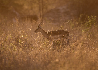 An impala, Aepyceros melampus, walking through the bush in sunset light.