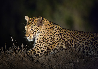 A leopard, Panthera pardus, resting on a termite mound at night.