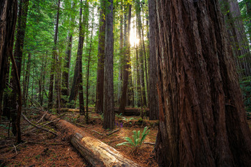 Obraz premium Sunrise in the Redwoods, Redwoods National & State Parks California