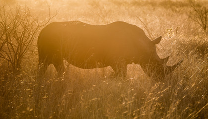A white rhinocerous, Ceratotherium simum, grazing in tall grass in golden light.