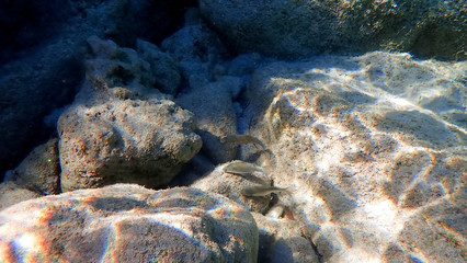 Greece Crete island South Crete Orthi Ammos beach