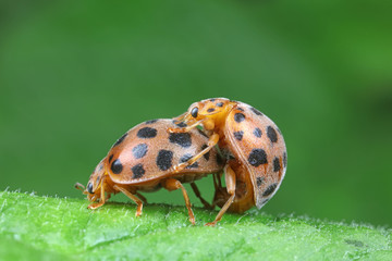ladybugs mating on green leaves, North China