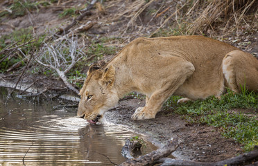 Naklejka na ściany i meble A female lion, Panthera leo, drinking from a water hole.