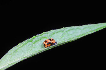 ladybugs pupa on green leaves, North China