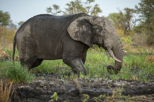 An African elephant, Loxodonta africana, bathing in mud at dusk.