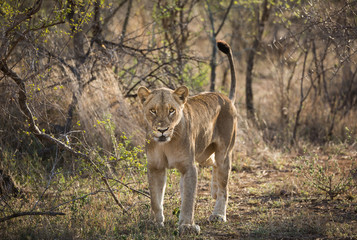 A female lion, Panthera leo, with tail up, standing in the bush and looking at the camera.