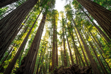 Under the Redwood Trees, Redwoods National & State Parks California