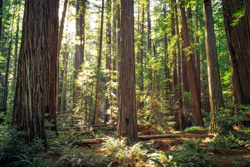 Views in the Redwood Forest, Redwoods National & State Parks California