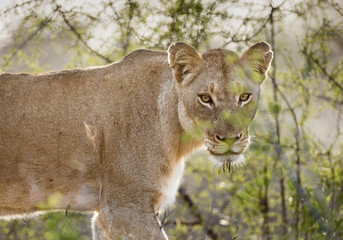 Portrait of a female lion, Panthera leo, peering through the brush.
