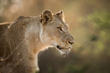 Profile portrait of a female lion, Panthera leo, backlit.