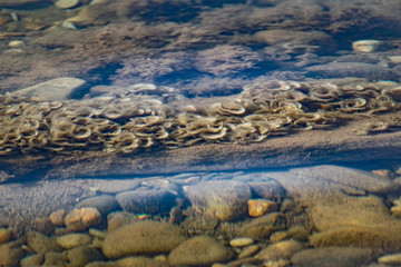 Overgrown beige and milk corals in the black sea in shallow water. Clean water and dirty fleecy growths in the form of curls and plates like crunchy ears