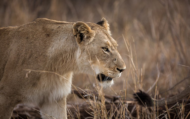 Profile portrait of a female lion, Panthera leo, walking in tall grass.