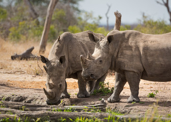 Fototapeta premium A a pair of white rhinocerouses, Ceratotherium simum, drinking at a water hole.