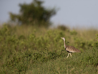 Black Belled Bustard in a dry grass at Masai Mara, Kenya, Africa