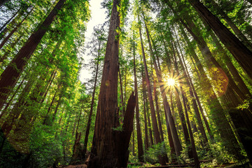 Fototapeta na wymiar Sunrise in the Redwoods, Redwoods National & State Parks California