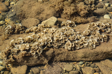 Overgrown beige and milk corals in the black sea in shallow water. Clean water and dirty fleecy growths in the form of curls and plates like crunchy ears