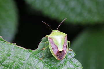 Stink bug on green leaves, North China