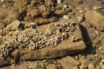 Fototapeta na wymiar Overgrown beige and milk corals in the black sea in shallow water. Clean water and dirty fleecy growths in the form of curls and plates like crunchy ears