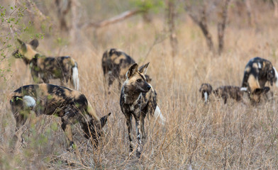 African wild dogs, Lycaon pictus, in tall grass.
