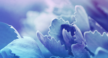 Beautiful Echeveria succulent closeup shot, macro. Abstract tropical art image of a plant with a soft blurry background in trending gradient blue, azure and purple tones. Wallpaper, banner format.