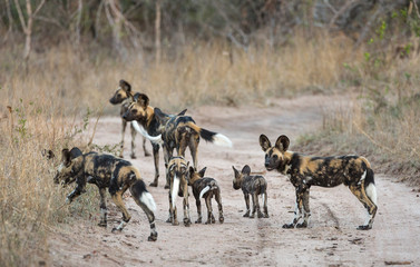 Naklejka na ściany i meble A pack of African wild dogs, Lycaon pictus, with pups, moving to a new den site along a dirt road.
