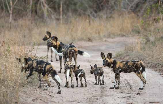 A pack of African wild dogs, Lycaon pictus, with pups, moving to a new den site along a dirt road.