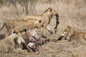 Lions, Panthera leo,  feeding on African buffalo or Cape buffalo, Syncerus caffer.