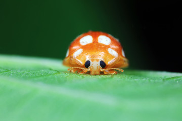 ladybug on green leaves, North China