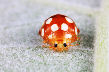 ladybug on green leaves, North China