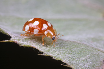 ladybug on green leaves, North China