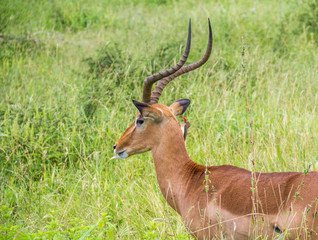Impala ram with a red-billed oxpecker on its neck removing external parasites from the ram image in...